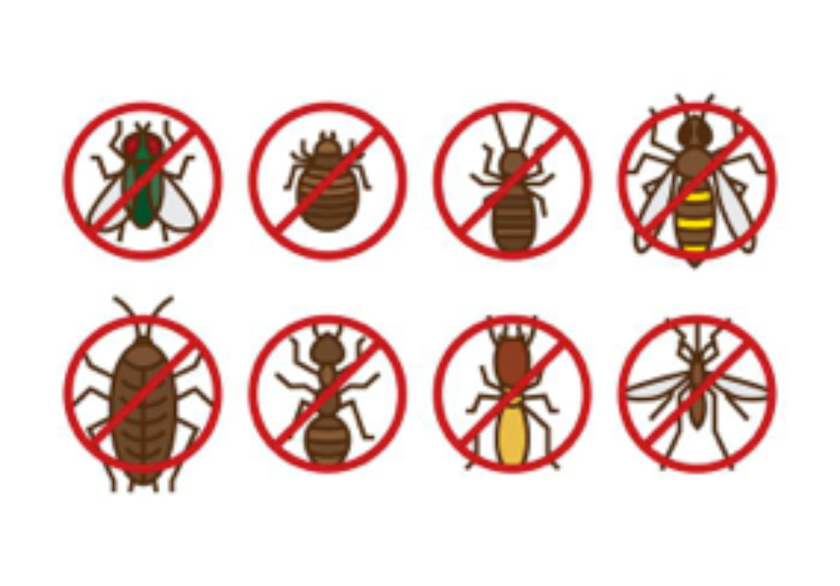 Insectos prohibidos en alimentacion
